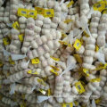 2016 New Crop Fresh Normal White Garlic